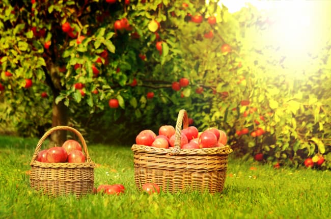 Apple Fest