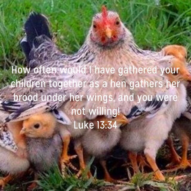 Foxes, Hens, and a Prophet’s Journey