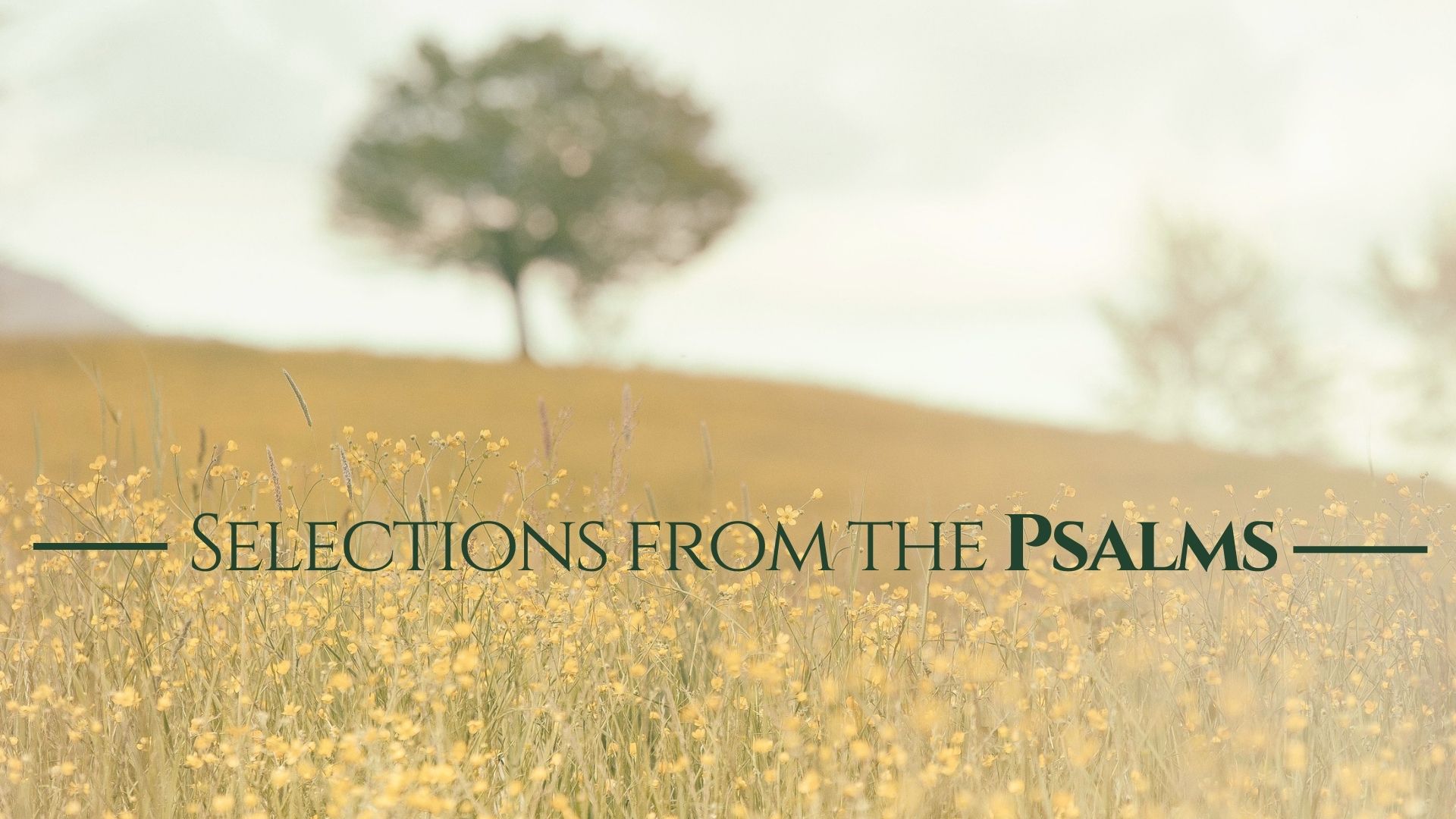 SERMON Psalm 1 Light In The Desert Church