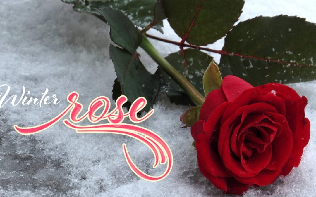 Winter Rose by Pastor Sharon