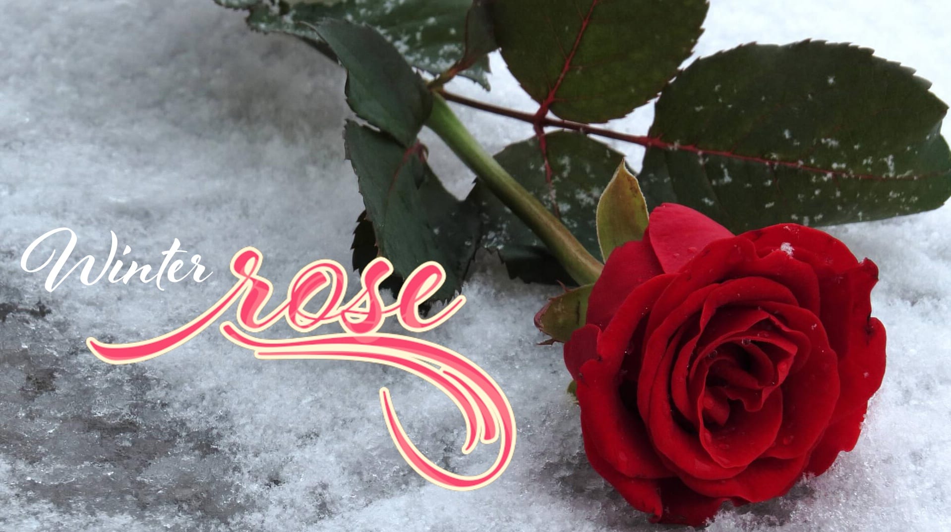 Winter Rose by Pastor Sharon